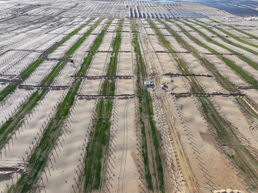 圖4  三峽大基地先導(dǎo)工程生態(tài)治理項試種400畝燕麥、苜蓿全部出苗